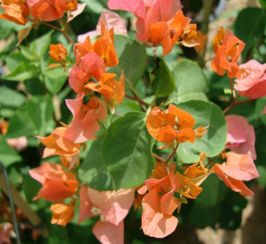 Bougainvillea Spectabilis - Orange